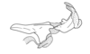 Anablysis pantherina Gerstaecker, 1889: Fig. 88. endophallus, lateral view. (Otu).