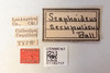 Other on Twiningia scrupulosa (Ball, 1902): (Observation).