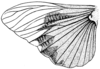 Circotettix shastanus Bruner, 1889: Fig. 14. wing (Circotettix splendidus). (Otu).