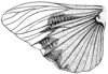 Fig. 14. wing (Circotettix splendidus). Depicts Circotettix shastanus Bruner, 1889, an Otu.