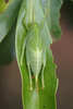 female nymph (Kilimanjaro, Mahoma). Depicts Zabalius ophthalmicus (Walker, 1869), an Otu.