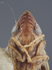Head on Flexamia sandersi (Osborn, 1907): Head/Face. (Observation).