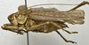CollectionObject 1535137; 3f717f7a-fe46-4829-83d3-ae3d77d9d543: male, lateral view (holotype). (CollectionObject).