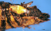 CollectionObject 1567401; e305e013-b331-4a55-84f9-9159868fe0b3: female abdomen tip, dorsal view (syntype). (CollectionObject).