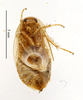 CC BY-NC-ND 4.0/MNHN - Depraetere Marion - 2014. Holotype, male, of vinzi Maurel, 2012. Specimen number: MNHN-EP-EP1870. http://coldb.mnhn.fr/catalognumber/mnhn/ep/ep1870. Depicts CollectionObject 1566168; MNHN(SF IMPORT DUPLICATE) MNHN-EP-EP1870, b9616365-6e6c-4af6-ac26-a0246de6546d, a CollectionObject.