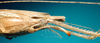 CollectionObject 1503570; cfca3aab-380f-4aaa-bfcb-3c073010f204: female, ovipositor (paratype). (CollectionObject).