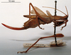 CollectionObject 1503281; MBBJ 3224145, 64733a17-de14-403c-9484-11f63f5d1b4b: female, lateral view (paratype?). (CollectionObject).