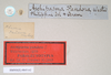 CollectionObject 1560636; NHMUK(SF IMPORT DUPLICATE) 845142, 108bb131-f424-4f8a-b9d9-0c7b394ebea8: copyright Natural History Museum, London. male of Orthomeria pandora (lectotype) [round label reversed]. (CollectionObject).