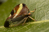 Live specimen: !! display not done !! on Smilia camelus (Fabricius, 1803): (Observation).
