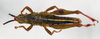 CollectionObject 1540702; 7f5b9f55-a81b-4d9a-b0c1-35a59ae3548f: male, dorsal view (holotype). (CollectionObject).