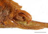 Elbenia makilingae Hebard, 1922: male, terminalia lateral view, scale bar: 2 mm, Mount Makiling, UPLBMNH Need ID verification. (Otu).