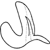 Aedeagus, lateral view: Aedeagus, lateral view. (Observation).