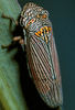 Habitus, dorsal view: U.S.A., Texas, Jeff Davis Co., 5mi NW of Valentine. Photo: R. Rakitov. (Observation).