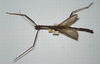 CollectionObject 1557772; 51db88f3-2a41-4085-805f-31018d25de68: copyright MHNG Geneva. male (holotype). (CollectionObject).