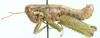 Eremidium equuleus Karsch, 1896: male, lateral view. (Otu).