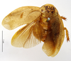Gyna maculipennis (Schaum, 1853): CC BY-NC-ND 4.0/MNHN - Depraetere Marion - 2014. Type, male, of fervida Saussure, 1864. Specimen number: MNHN-EP-EP1330. http://coldb.mnhn.fr/catalognumber/mnhn/ep/ep1330. (Otu).