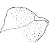 Pygofer, lateral view: Pygofer, lateral view (E. melianus). (Observation).