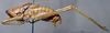 CollectionObject 1536089; a93fe880-a24d-4e40-83c3-ea2198e04601: male, lateral view (holotype). (CollectionObject).