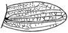 Ageneotettix deorum (Scudder, 1876): Pl. 4 fig. 13. male tegmen, lateral view (Ageneotettix deorum curtipennis). (Otu).