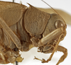 CollectionObject 1529753; 8392cf3e-a857-47a7-a025-c7c2e92e4284: female pronotum, lateral view (holotype). (CollectionObject).