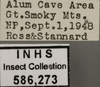 Other on Empoa (Empoa) scripta (McAtee, 1919): Labels. (Observation).