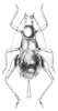 Scepastus pachyrrhynchoides Gerstaecker, 1863: Pl. 1, Fig. 3. female (body length to tip of tegmina 15.5 mm, to ovipositor tip 20 mm). (Otu).