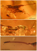 CollectionObject 1521599; AMNH Bu1452, 697468c0-e9f1-424c-8e81-f62842e24138: (A) left lateral view of habitus; optical distortion of the metatibial apices is caused by curvature of the amber surface; scale bar 1.0 mm; (B) right dorsolateral view of the head, thorax and prothoracic leg; scale bar 0.5 mm; (C) left metatibia and apex of metafemur; scale bar 0.5 mm. (CollectionObject).