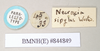 copyright Natural History Museum, London. female, data labels [round label reversed] of Necroscia sipylus (paralectotype). Depicts CollectionObject 1562029; eca50ffd-5ecd-4700-bb73-81f80c633884, a CollectionObject.;copyright Natural History Museum, London. female, data labels [round label reversed] of Necroscia sipylus (paralectotype). Depicts CollectionObject 1562030; 7567f662-c345-4d65-8ecb-01c7d6d4ef45, a CollectionObject.