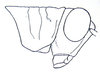 Pagdenia rufipes Miller, 1934: Fig. 9 A. male head and pronotum from above (pronotum 5 mm). (Otu).
