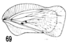 Forewing: !! display not done !! on Seliza vidua (Stål, 1854): (Observation).