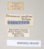 CollectionObject 1557678; 287eeb51-1fd9-4681-af17-6dc6874392ee: copyright Natural History Museum, London. female, data labels (syntype). (CollectionObject).;CollectionObject 1557679; 006811f1-1135-452a-96dd-3f7a6ef14493: copyright Natural History Museum, London. female, data labels (syntype). (CollectionObject).