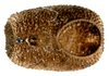 CollectionObject 1564238; 3d1b6f02-877b-4181-93f4-f2b795a34d72: copyright ISNB, Brussels. egg (paratype). (CollectionObject).