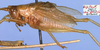 CollectionObject 1516875; 8d552f0d-3790-4494-8555-953ccc81a6b7: male (holotype). (CollectionObject).