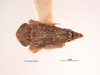 Habitus, dorsal view on Deltocephalus contrerasi Van Duzee, 1923: (Observation).