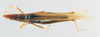 CollectionObject 1564464; 62542d73-d7bd-4829-b15e-0f380628bc11: male, dorsal view (paralectotype of Atractomorpha madacassis). (CollectionObject).
