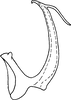 Aedeagus, lateral view: Aedeagus, lateral view. (Observation).
