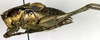 CollectionObject 1502599; 43ad56ea-a6f4-42fe-b1d0-da5b53e27b25: male, lateral view (paratype). (CollectionObject).