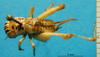 CollectionObject 1530873; 8444d80e-05a4-456b-ab51-f5100258edac: female, dorsal view (paralectotype). (CollectionObject).