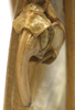 CollectionObject 1505862; 194c67dd-bbfa-4e0a-8203-bed6f453dd59: female subgenital plate (holotype). (CollectionObject).