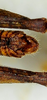 CollectionObject 1526832; dd341276-7aa0-4a3c-b239-02e63ea87116: male abdomen tip, dorsal view (paratype). (CollectionObject).