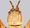 CollectionObject 1591393; e8061657-c81a-457e-94d9-a3708834eef6: copyright IMQC Montreal. female head, dorsal view (holotype). (CollectionObject).