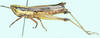 Spathosternum pygmaeum Karsch, 1893: female, lateral view. (Otu).