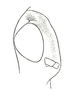 Seyidotettix swahili Rehn, 1938: Fig. 1. female head, profile of interocular portion. (Otu).