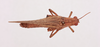 CollectionObject 2052748; NHMUK015982472, 50ac4fe9-cd55-469d-bdce-53d5b2315270: female, dorsal view (paratype). (CollectionObject).