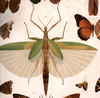 Tropidoderus Gray, 1835: from Brunner 1897, pl. 9: 103. Tropidoderus childreni [type species] female. (Otu).