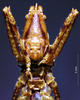 CollectionObject 1503229; MBBJ 3224798, d61b2272-81b2-4620-8f3b-da74bc82e3d0: male frons. (CollectionObject).