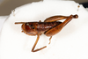 CollectionObject 1537339; 61d365f1-11bd-44b2-ab9d-920770231826: female, dorsal view (syntype #1). (CollectionObject).