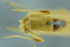 CollectionObject 1532129; NMW No. 4802, c0b54137-8d15-408e-9e0d-fda65fdfb4e3: male head and pronotum, dorsal view (holotype). (CollectionObject).