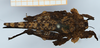 CollectionObject 1476929; 33da92f0-b4c5-4f18-bc94-3eb324e8a75b: female, dorsal view (holotype or syntype of Amorphopus caiman). (CollectionObject).