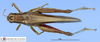 CollectionObject 1514324; MLP3379, 0afad15c-8014-4496-a397-45326baa5a24: female, dorsal view (paratype). (CollectionObject).